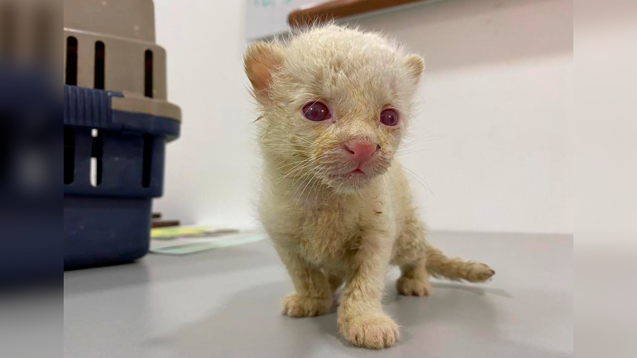 VIDEO: ¡Qué belleza! En Amalfi se registró el primer felino albino de Colombia
