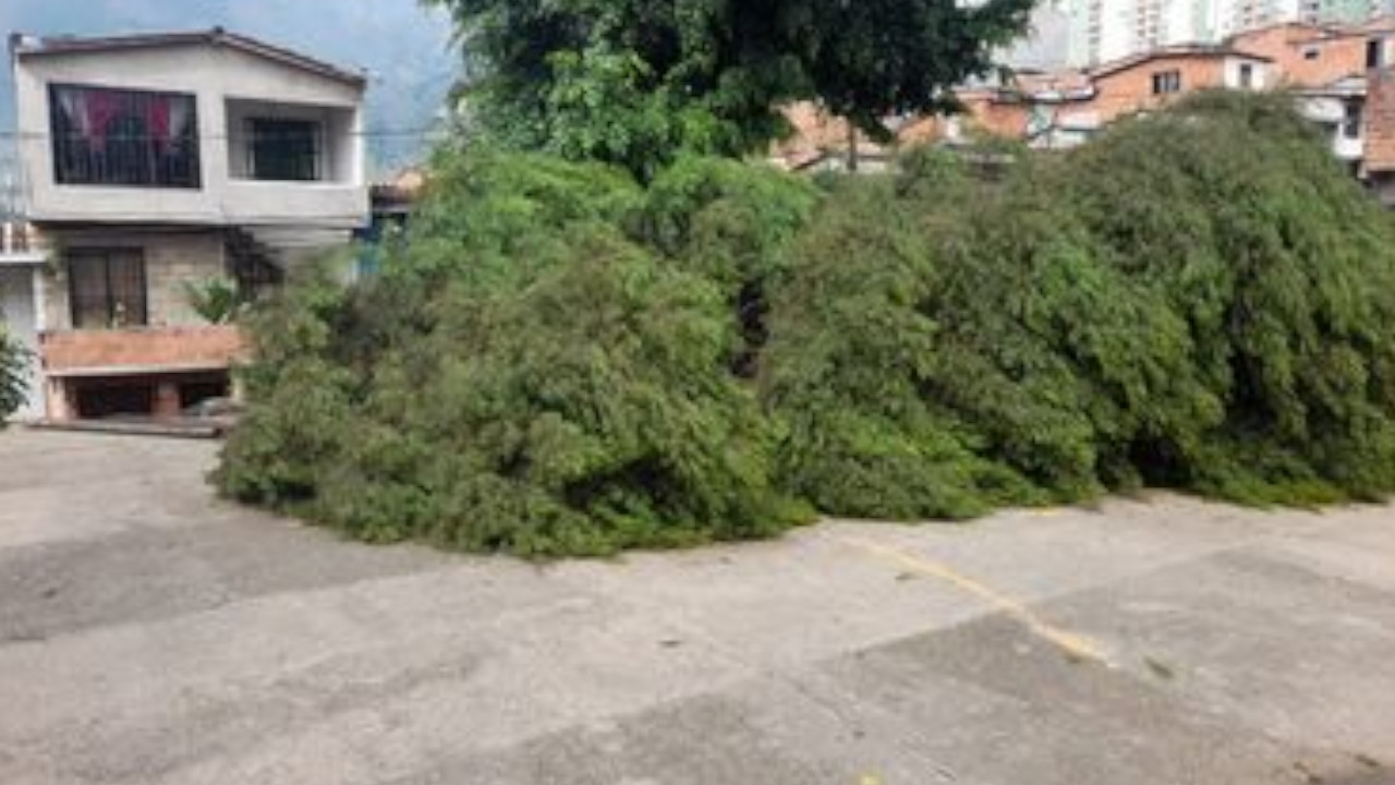 Se cayó un gigantesco árbol en Bello