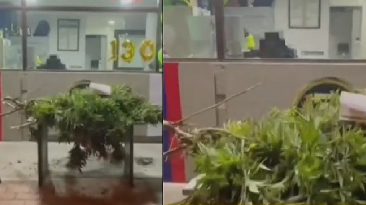 Pillaron a jóvenes con árboles de marihuana en Bogotá