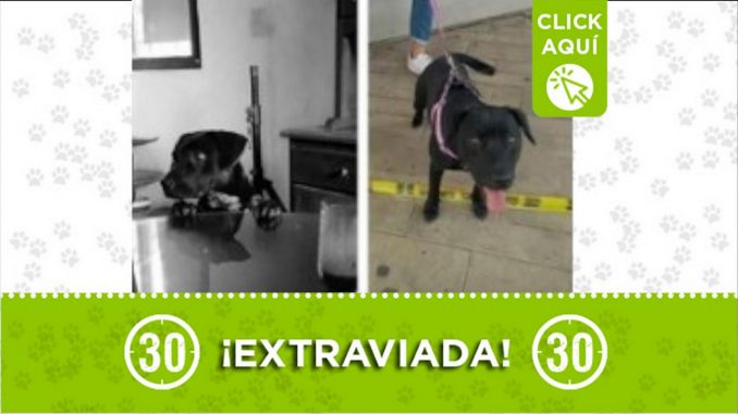 bella perdida guarne