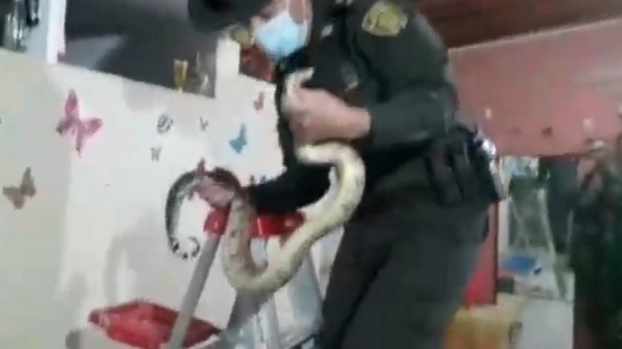 Una boa se metió a un jardín del barrio Las Estancias