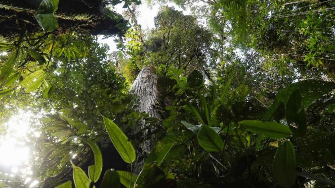 bosques indigenas bosques indigenas