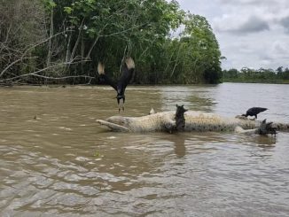¡Qué pesar! Flota en el Río Curvaradó un cocodrilo muerto 1 ¡Qué pesar! Flota en el Río Curvaradó un cocodrilo muerto