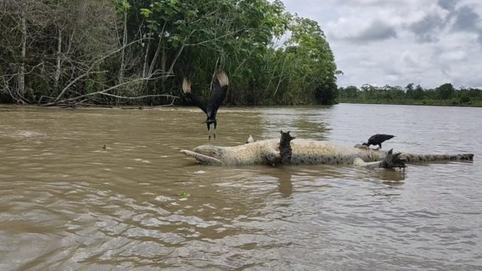 ¡Qué pesar! Flota en el Río Curvaradó un cocodrilo muerto ¡Qué pesar! Flota en el Río Curvaradó un cocodrilo muerto