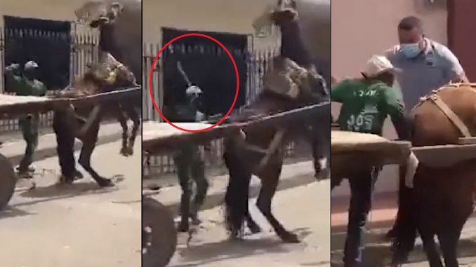 Hombre le dio salvajes latigazos a caballo en Magangué Hombre le dio salvajes latigazos a caballo en Magangué