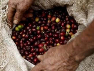 Café en Colombia: su precio alcanzó el nivel más alto de la historia 1 Café