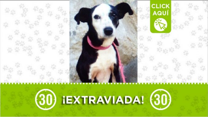 Perrita perdida Perrita perdida