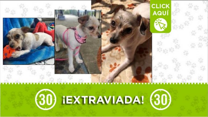 Perrita perdida Perrita perdida