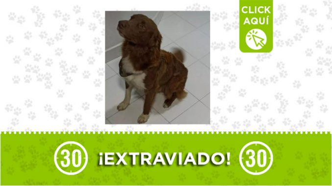 canelo canelo