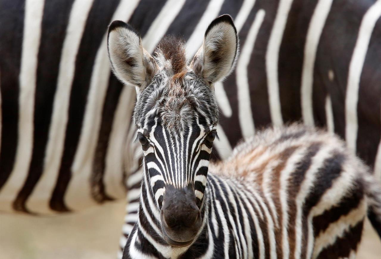 FOTOS: ¡Qué ternurita! Nace un bebé cebra en el zoológico de Cali 1 cebra cali1