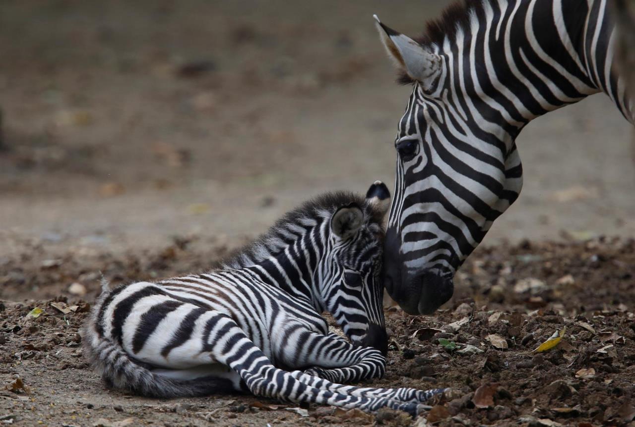 FOTOS: ¡Qué ternurita! Nace un bebé cebra en el zoológico de Cali 3 cebra cali3