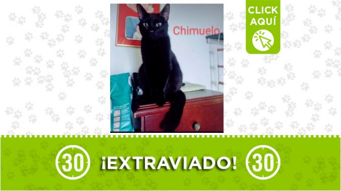 chimuelo chimuelo