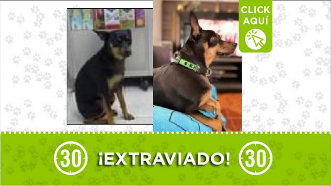 Perrito perdido Perrito perdido