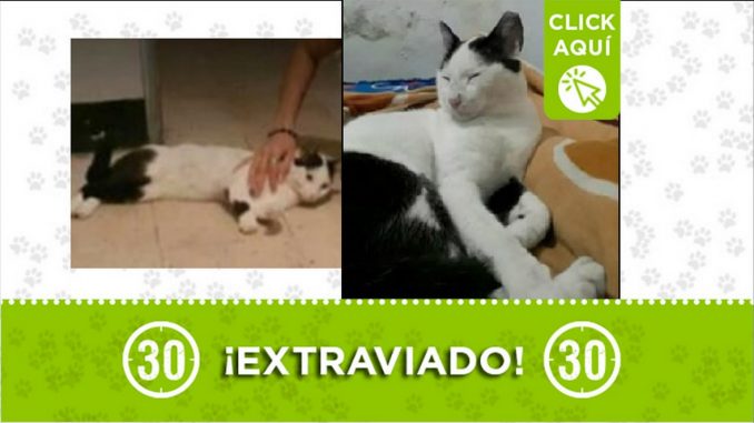 Gatico perdido Gatico perdido