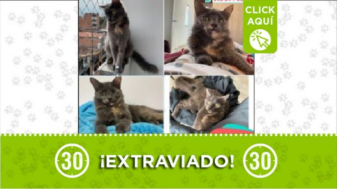 Gatico perdido Gatico perdido