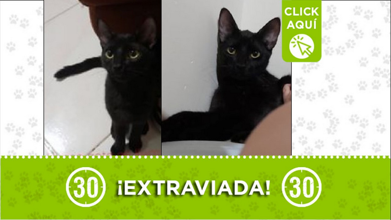 Buscan a 'Darki', la gatica se perdió por San Francisco, etapa 2 1 Gatica perdida