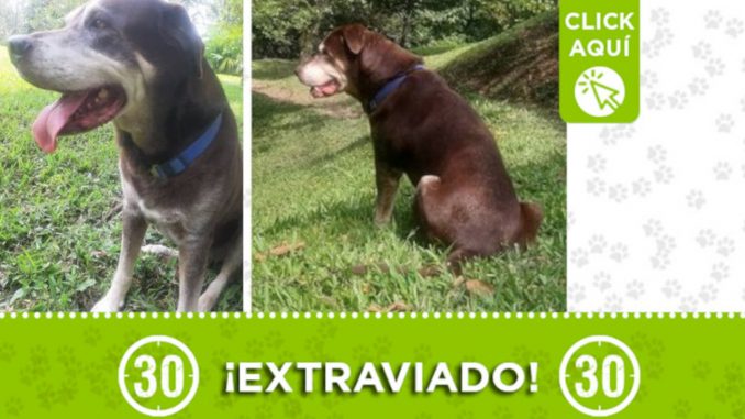 "Doggy", se extravió desde ayer en El cerro La Asomadera "Doggy", se extravió desde ayer en El cerro La Asomadera
