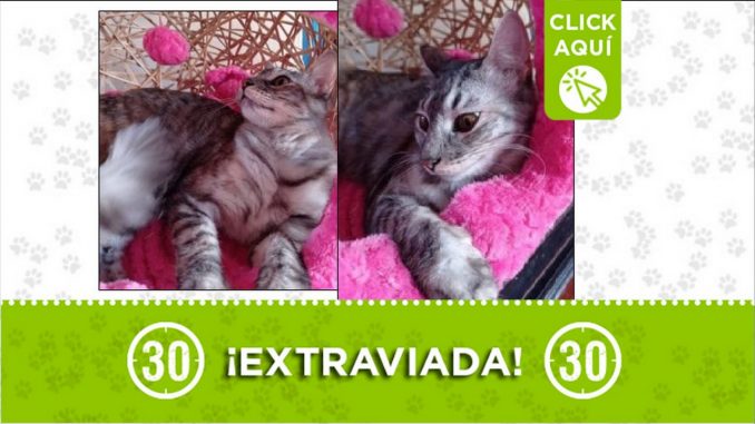 Gatica perdida Gatica perdida