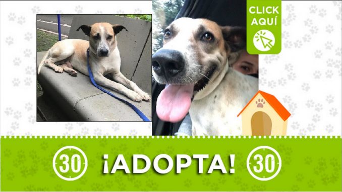 Perrito en adopción Perrito en adopción