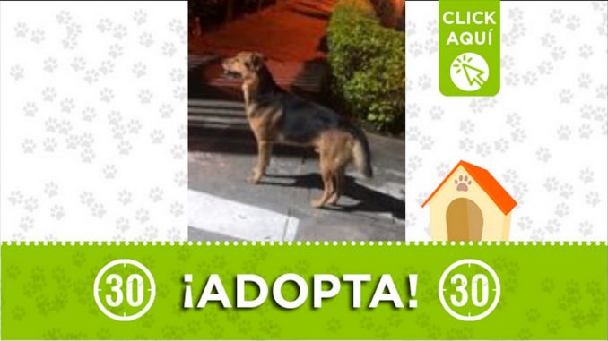 Perrito en adopción Perrito en adopción