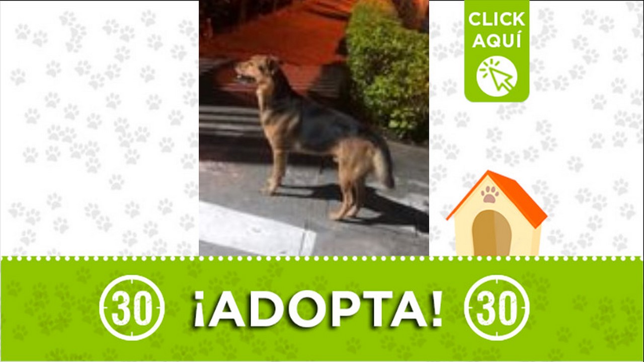 Perrito en adopción