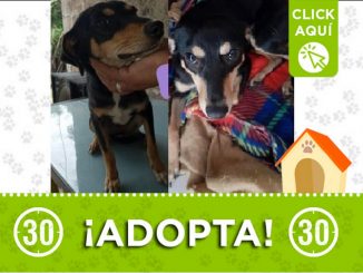 Esta hermosa perrita busca un nuevo hogar que le de mucho amor 1 Perrita en adopción