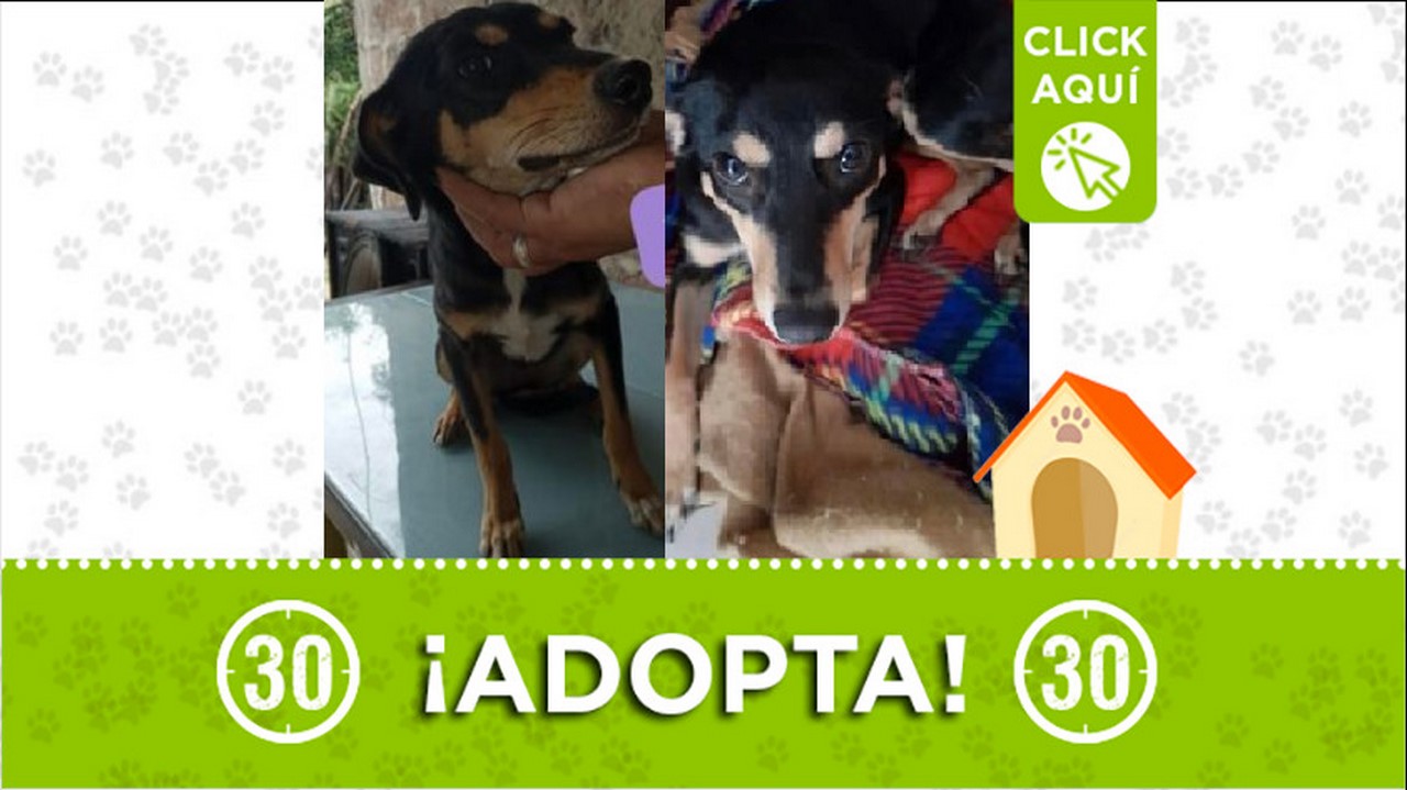 Perrita en adopción