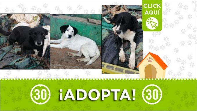 Perritos en adopción Perritos en adopción