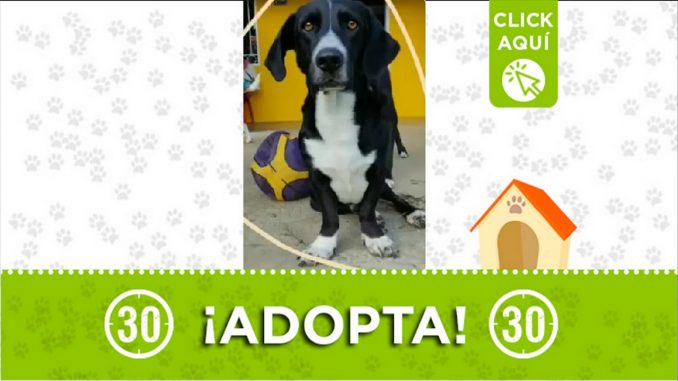Perrito en adopción Perrito en adopción