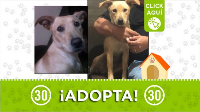 Perrita en adopción Perrita en adopción