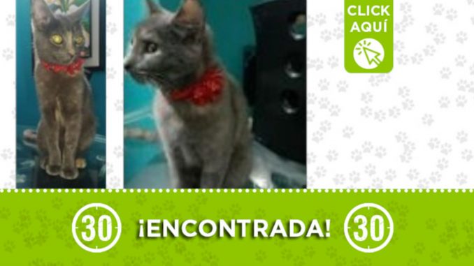 Esta gatica fue encontrada en Manrique - Las Esmeraldas Esta gatica fue encontrada en Manrique - Las Esmeraldas