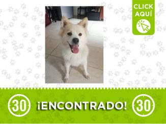 Este perrito fue encontrado en el barrio París 1 París-encontrado