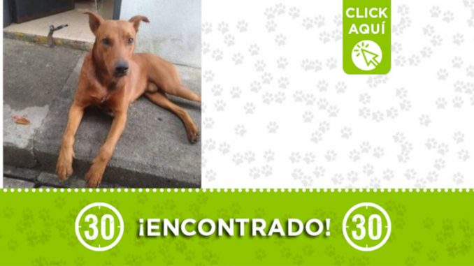 Encontraron este perrito por la Universidad Nacional de Medellín ¿Es suyo? Encontraron este perrito por la Universidad Nacional de Medellín ¿Es suyo?