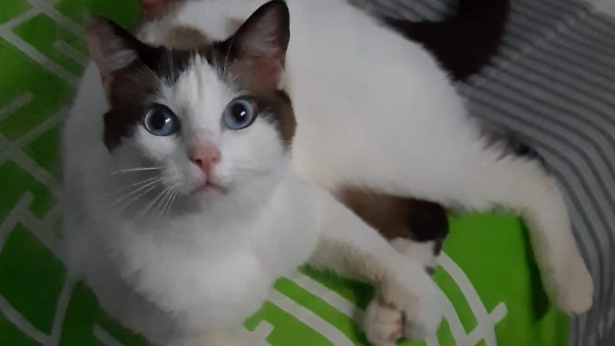 Imputan cargos a concejal que habría operado a una gata sin ser veterinario Imputan cargos a concejal que habría operado a una gata sin ser veterinario