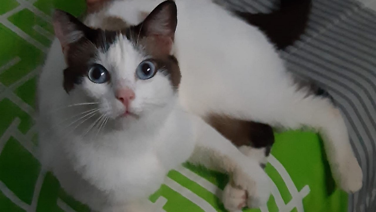 Imputan cargos a concejal que habría operado a una gata sin ser veterinario