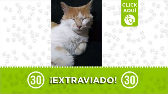 extraviado gato perdido manrique