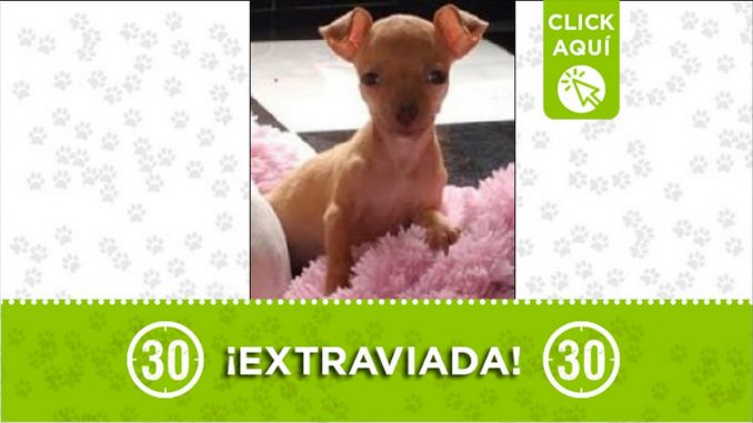 Perrita perdida Perrita perdida