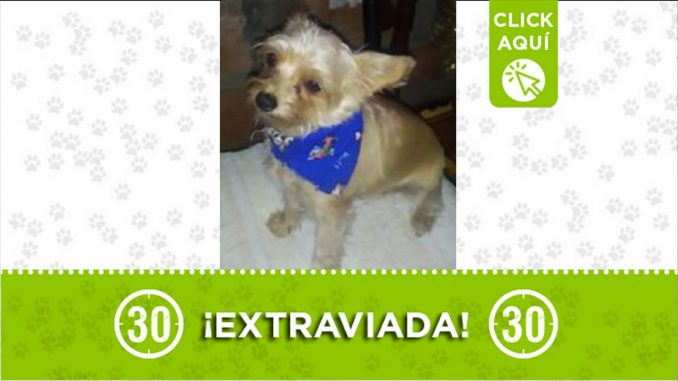 Perrita perdida Perrita perdida