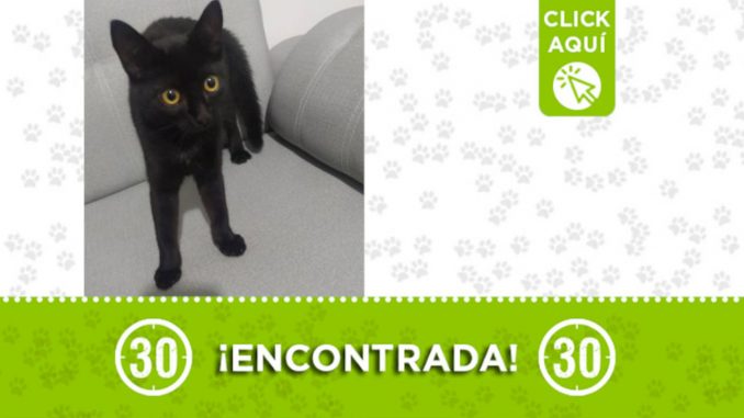 Buscan a la familia de esta gatica encontrada en Belén Buscan a la familia de esta gatica encontrada en Belén