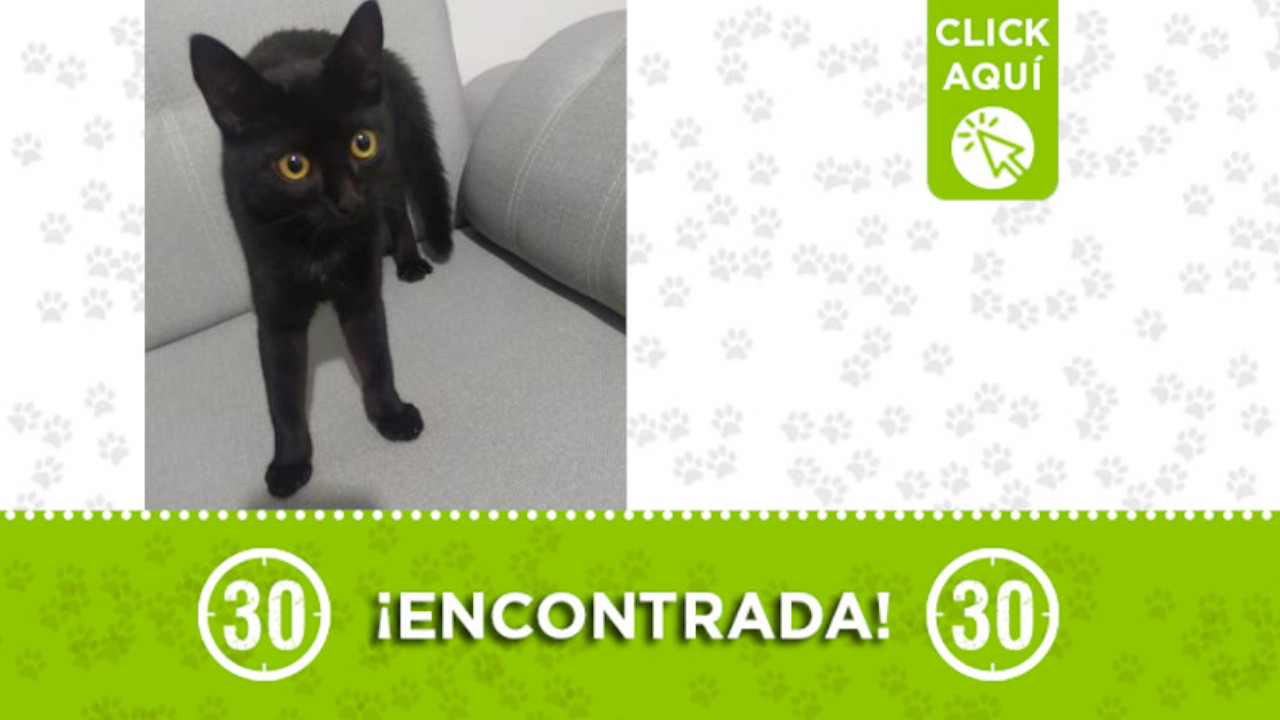 Buscan a la familia de esta gatica encontrada en Belén