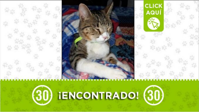 gatico encontrado gatico encontrado