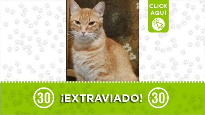 gatico perdido gatico perdido