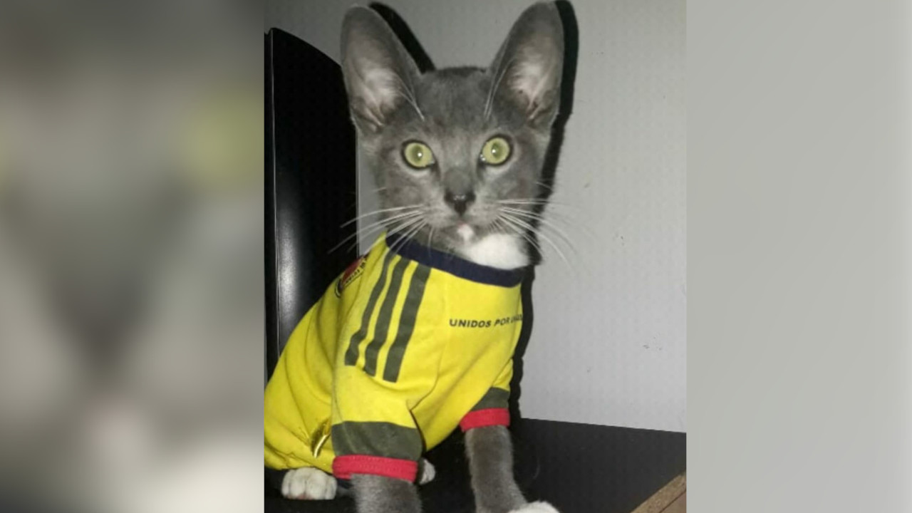 Un desgraciado mató a golpes a un gatico en San Cristóbal