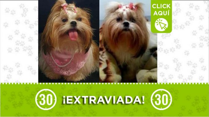 Perrita perdida Perrita perdida