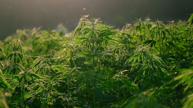 marihuana marihuana