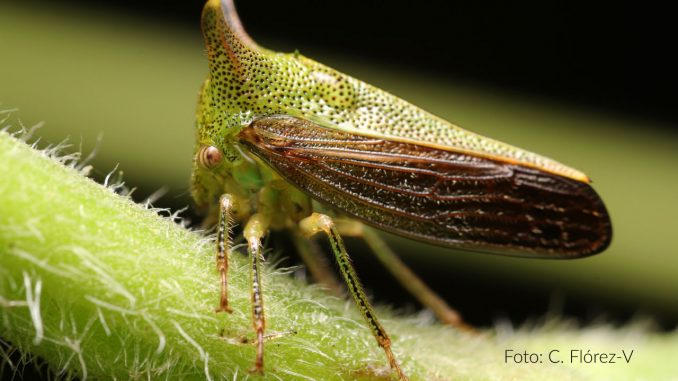 insecto espina insecto espina