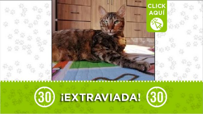Gatica perdida Gatica perdida