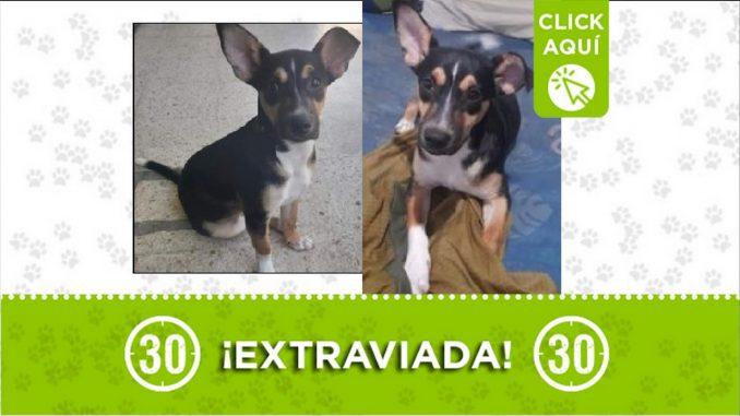 perrita perdida perrita perdida