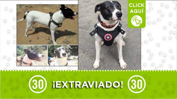 Perrito perdido Perrito perdido