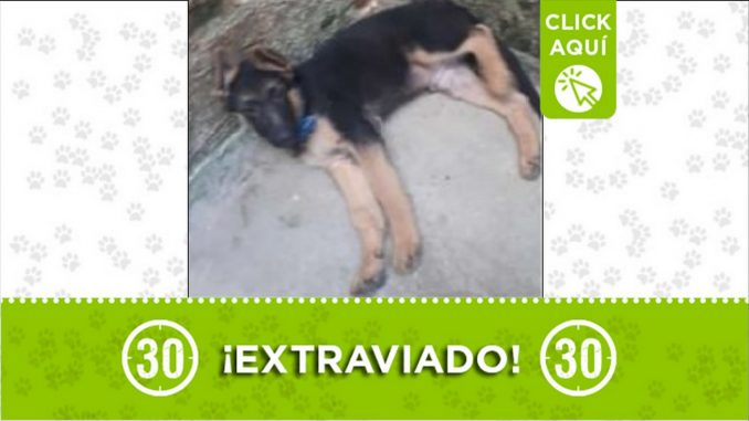 perrito perdido perrito perdido